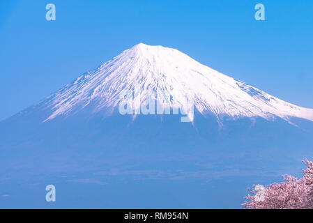 Mount Fuji (Mt. Fuji) mit Sakura Kirschblüte am Fluss am Morgen, Shizuoka, Japan. Stockfoto