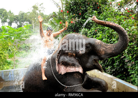 Elefanten spritzen Wasser auf Mann, Thekkady, Kerala, Indien, Asien, HERR Nr. 801 B Stockfoto