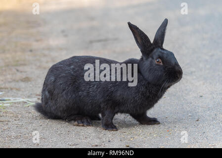 Süße wilde Kaninchen auf Okunoshima Insel im sonnigen weaher, wie die 'Rabbit Island" bekannt. Stockfoto