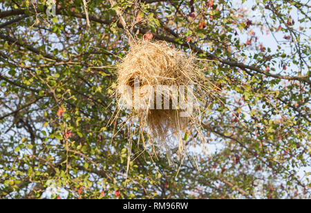 Nest einer Weaver, hoch oben im Baum Stockfoto