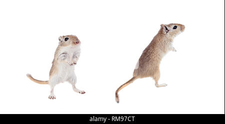 Lustige gergils auf weißem Hintergrund Stockfoto