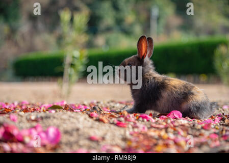 Süße wilde Kaninchen auf Okunoshima Insel im sonnigen weaher, wie die 'Rabbit Island" bekannt. Stockfoto