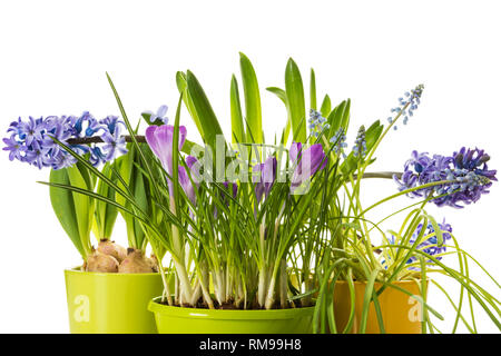 Sortiment an Topfpflanzen Frühlingsblumen - Krokus, gemeinsame Hyazinthen, Tulpen, muscari auf weißem Hintergrund Stockfoto