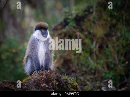 Bale Berge Grüne Meerkatzen auf einem Erdhügel in der Äthiopischen Nebelwald, Harenna Wald, Afrika. Stockfoto