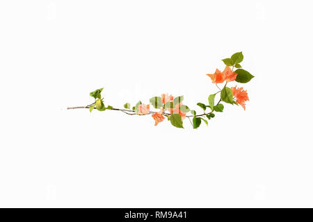Brugmansia Stockfoto
