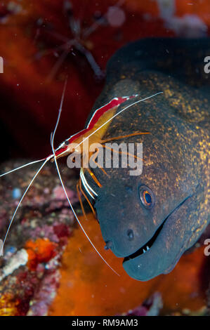 Gelb umrandete Moray, Aal, Gymnothorax flavimarginatus, von Hump gereinigt - zurück Putzergarnelen, Lysmata amboinensis, Seraya House Reef Dive Site, Sera Stockfoto