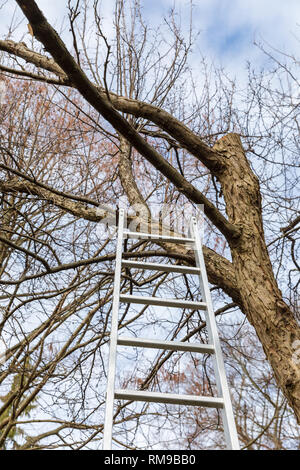 Leiter, die bis zu einem Baum ohne Blätter Stockfoto