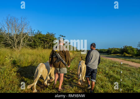 Wandern mit den Löwen in der Nähe von Hoedspruit Kruger National Park neben einem Ranger Stockfoto