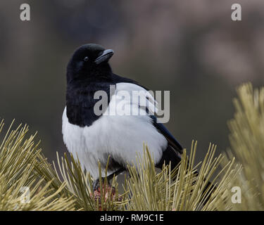 Eine schwarze-billed Magpie sitzt auf einem im Rocky Mountain National Park pine Stockfoto