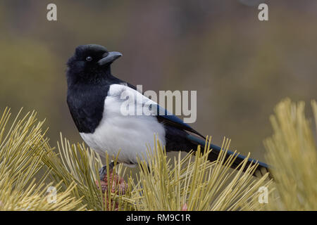 Eine schwarze-billed Magpie sitzt auf einem im Rocky Mountain National Park pine Stockfoto