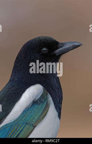 Eine schwarze-billed Magpie sitzt auf einem im Rocky Mountain National Park pine Stockfoto