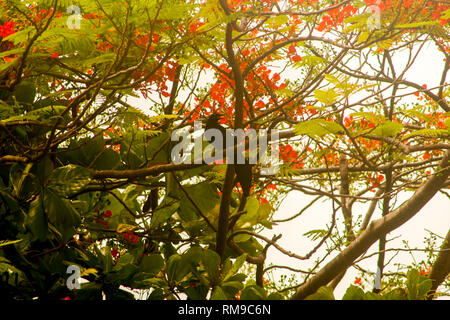 Brachychiton acerifolius Stockfoto