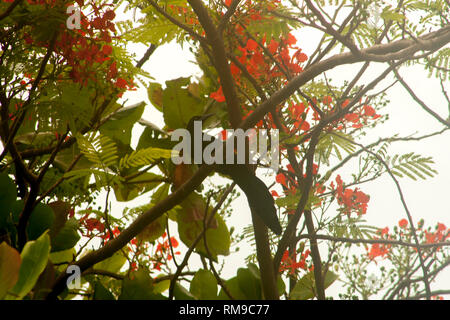 Brachychiton acerifolius Stockfoto