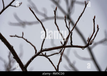 Eis an einer Extremität Stockfoto