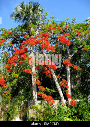 Cluster von scarlet Blumen blühen im Frühling auf auffällige Royal Poinciana Bäume (delonix Regia) im Süden von Florida, USA. Dieser sommergrüne Mitglied der Familie Weiss auch als das Flame Tree und Flamboyant Tree bekannt. Es ist auch von Lacy grünen Farn identifiziert - wie Blätter und lange braune Samenkapseln. Stockfoto