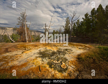 WY 03492-00 ... WYOMING - White Elephant zurück Terrasse im oberen Bereich der Mammoth Hot Spring im Yellowstone National Park. Stockfoto