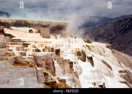 WY 03496-00 ... WYOMING - Kanarische Feder, Teil von Mammoth Hot Springs, Yellowstone National Park. Stockfoto