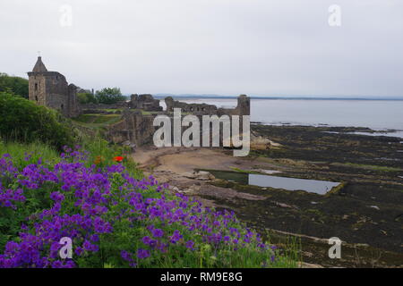 Ikonische Ruine von St. Andrew's Burg, die von der Nordsee über Lila Blumen. Fife, Schottland, Großbritannien. Stockfoto