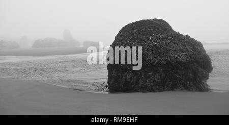 Nebligen Strand mit einem barnacle abgedeckt Rock Stockfoto
