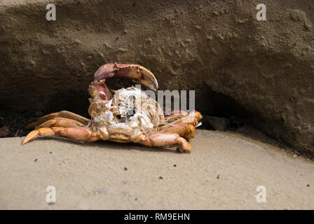 Tote Krabben auf einem Strand. Stockfoto