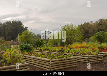 Essen und Küche Garten in angehobener Betten aus Holz Herstellung von frischen Produkten für die Restaurants im Weingut Boschendal, Cape Town, Südafrika Stockfoto