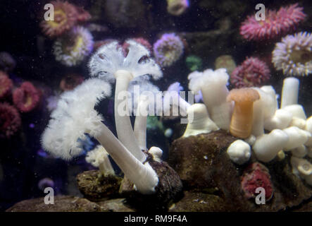 Riesige Plumose Anemone oder White-Plumed Anemone in Ripley's Aquarium, in Toronto, Kanada. Metridium farcimen ist an der westlichen Meeresküste der Uni gefunden Stockfoto