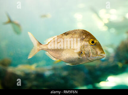 Kleine silberne Fische in Ripley's Aquarium, in Toronto, Kanada Stockfoto
