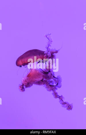 Pazifischen Meer Brennessel (Chrysaora Fuscescens) Sanftes Schweben in der Kreisel Tank, Ripley's Aquarium, Toronto Stockfoto