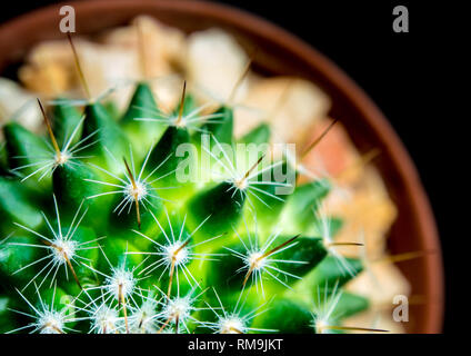 Lebendige Grün von mammillaria Cactus isoliert auf schwarzem Hintergrund Stockfoto