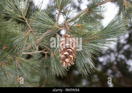 Rumelische rumelische Kiefer, Strobe, Mazedonien-Kiefer, Mazedonische Kiefer, Balkankiefer, Zapfen, Pinus peuce, Mazedonische Kiefer, Balkan Kiefer, le Pin Stockfoto