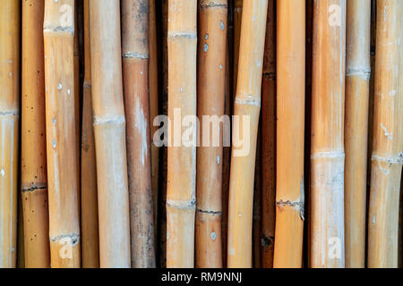 Closeup getrocknet Bambusstab Textur Hintergrund. Eco Hintergrund. Natur Material für Handarbeit in Thailand. Braun Bambus Zaun. Natürliche Rohstoffe Stockfoto