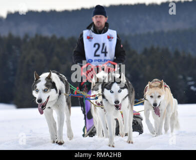 Neustadt am Rennsteig, Deutschland. 14 Feb, 2019. Marko Klemkow aus Deutschland ist auf dem Weg zur Ziellinie im 6. Lauf der Trans Thüringen Schlittenhunderennen. Nur reinrassige Hunde sind auf die Konkurrenz, die bis zum 15. Februar läuft zugelassen. Sieben Etappen mit einer Gesamtlänge von rund 200 Kilometern hatte seit dem 9. Februar geplant. Foto: Martin Schutt/dpa-Zentralbild/dpa/Alamy leben Nachrichten Stockfoto