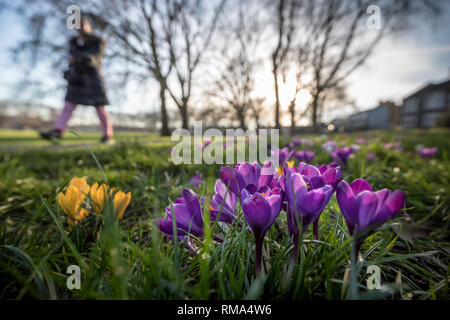 London, Großbritannien. 14. Feb 2019. UK Wetter: Frühling crocus Blumen blühen in Deptford Park. Credit: Guy Corbishley/Alamy leben Nachrichten Stockfoto