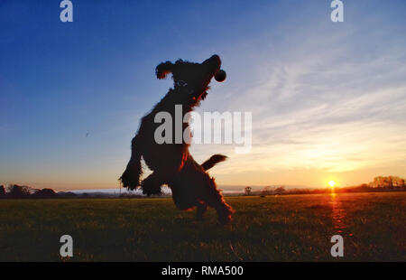 Reif, East Sussex, UK. 14. Februar 2019. Ein Cocker Spaniel, Verriegelung am Ende einer herrlichen sonnigen Tag in East Sussex. © Peter Cripps/Alamy leben Nachrichten Stockfoto