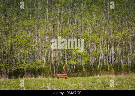 Tief im Wald, Frühling fügt ein Platzen der neuen Wachstum auf den Ständen von Bäumen. Die friedliche, ruhige, besinnliche Umgebung Trost bringen. Stockfoto