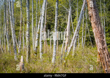 Tief im Wald, Frühling fügt ein Platzen der neuen Wachstum auf den Ständen von Bäumen. Die friedliche, ruhige, besinnliche Umgebung Trost bringen. Stockfoto