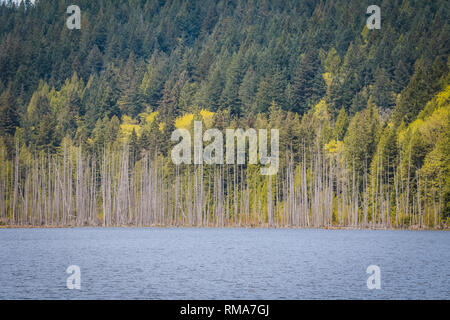 Tief im Wald, Frühling fügt ein Platzen der neuen Wachstum auf den Ständen von Bäumen. Die friedliche, ruhige, besinnliche Umgebung Trost bringen. Stockfoto