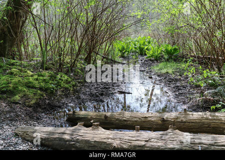 Tief im Wald, Frühling fügt ein Platzen der neuen Wachstum auf den Ständen von Bäumen. Die friedliche, ruhige, besinnliche Umgebung Trost bringen. Stockfoto