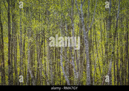 Tief im Wald, Frühling fügt ein Platzen der neuen Wachstum auf den Ständen von Bäumen. Die friedliche, ruhige, besinnliche Umgebung Trost bringen. Stockfoto