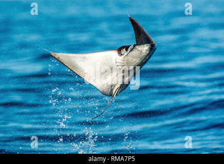 Mobula ray springen aus dem Wasser. Mobula munkiana, wie die Manta de Mönch bekannt, Devil's Munk Ray, Ray, smoothtail Mobula mobula. Blue Ocean ba Stockfoto