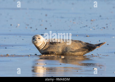 Ein graues Seal Pup ruht auf einem Strand in der Nähe von titchwell Marsh Stockfoto