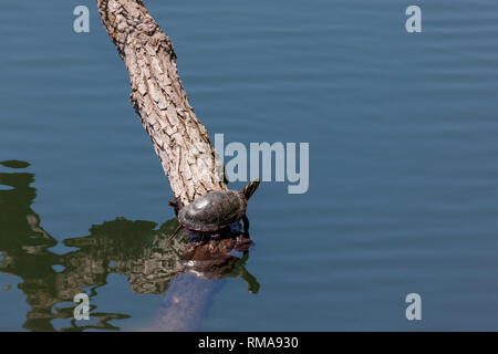 Eine westliche Teich Schildkröte ruhen auf einem Ast nur aus dem ruhigen Wasser zu einigen Frühlingssonne zu erhalten. Stockfoto
