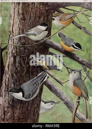 . Jahresbericht. New York State Museum; Wissenschaft; Wissenschaft. Vögel VON NEW YORK lemoir 12 N.Y., Muse. ARCADIAN CHICKADEE CHICKADEE Penthestes hudsonicus littoralis (H. Bryant) Penthestes atricapillus atricapillus (Linnaeus) RED-BREASTED KLEIBER Sttta canadensis Linnaeus weiblich männlich WHITE-BREASTED KLEIBER KOHLMEISE GETUFTET Sitta carolinensis carolinensis Latham Baeolophus blcolur (Linnaeus) männlich weiblich Alle § Nat. Größe. Bitte beachten Sie, dass diese Bilder aus gescannten Seite Bilder, die digital für die Lesbarkeit verbessert haben mögen - Färbung und Aussehen dieser Abbildungen ma extrahiert werden Stockfoto