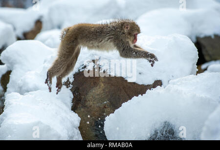 Japanischen Makaken in springen. Macaque springt durch eine natürliche heiße Quelle. Winter Saison. Die japanischen Makaken, Wissenschaftlicher Name: Macaca fuscata, auch bekannt Stockfoto