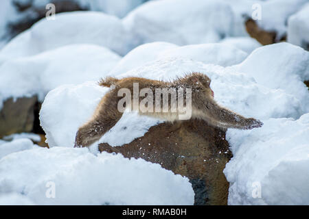 Japanischen Makaken in springen. Macaque springt durch eine natürliche heiße Quelle. Winter Saison. Die japanischen Makaken, Wissenschaftlicher Name: Macaca fuscata, auch bekannt Stockfoto