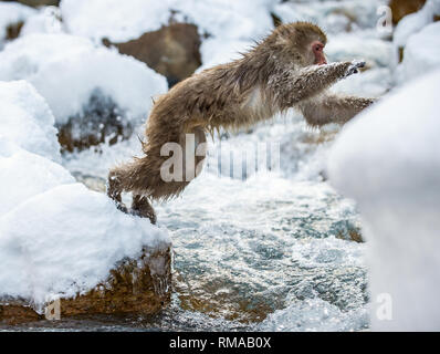 Japanischen Makaken in springen. Macaque springt durch eine natürliche heiße Quelle. Winter Saison. Die japanischen Makaken, Wissenschaftlicher Name: Macaca fuscata, auch bekannt Stockfoto