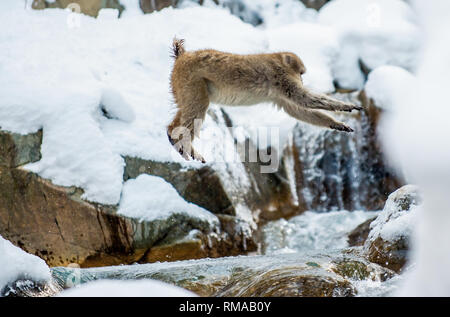 Japanischen Makaken in springen. Macaque springt durch eine natürliche heiße Quelle. Winter Saison. Die japanischen Makaken, Wissenschaftlicher Name: Macaca fuscata, auch bekannt Stockfoto