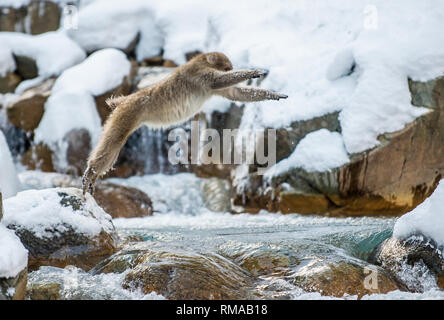 Japanischen Makaken in springen. Macaque springt durch eine natürliche heiße Quelle. Winter Saison. Die japanischen Makaken, Wissenschaftlicher Name: Macaca fuscata, auch bekannt Stockfoto