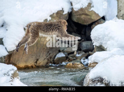 Japanischen Makaken in springen. Macaque springt durch eine natürliche heiße Quelle. Winter Saison. Die japanischen Makaken, Wissenschaftlicher Name: Macaca fuscata, auch bekannt Stockfoto