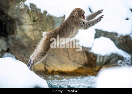 Japanischen Makaken in springen. Macaque springt durch eine natürliche heiße Quelle. Winter Saison. Die japanischen Makaken, Wissenschaftlicher Name: Macaca fuscata, auch bekannt Stockfoto